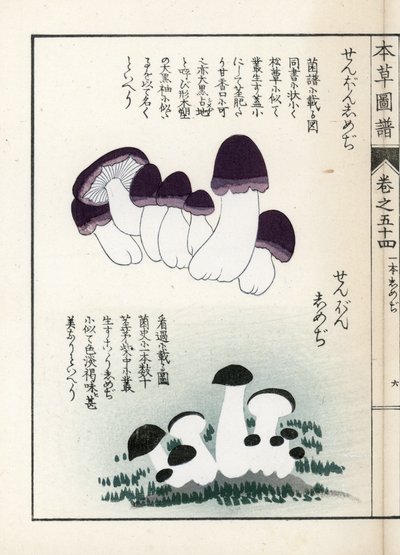 Mushrooms: Varieties of Shimeji (Edible). Japanese Print by Kanen Iwasaki from Honzo Zufu, Illustrative Guide to Medicinal Plants by Unbekannter Künstler