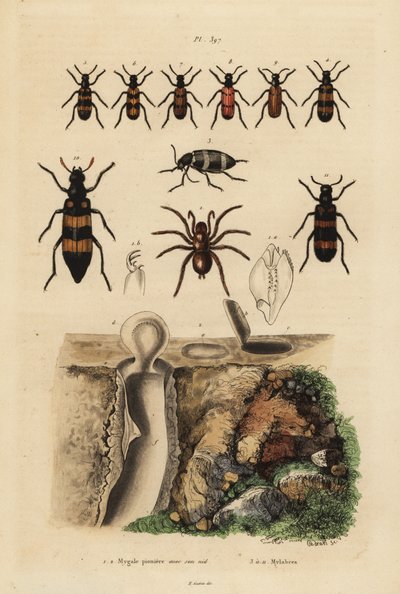 Mygalomorph trapdoor spider and its nest, and beetles, Mylabris species by Unbekannt