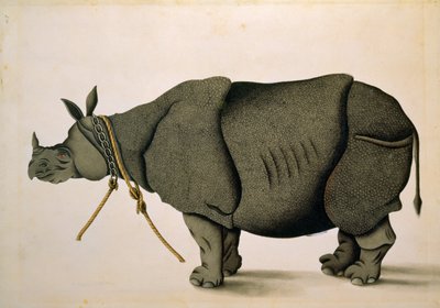 Rhinoceros possibly from the Francis Buchanan Collection, c.1800, artist unknown by Unbekannter Künstler