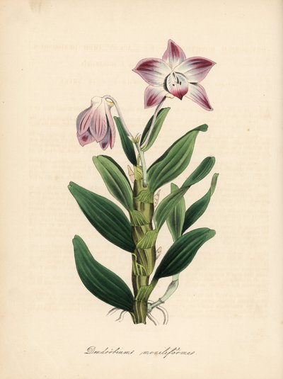 Necklace-stemmed dendrobium or sekikoku orchid, Dendrobium moniliforme. Handcoloured zincograph by C. Chabot drawn by Miss M. A. Burnett from her Plantae Utiliores: or Illustrations of Useful Plants, Whittaker, London by Unbekannter Künstler