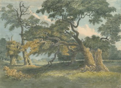 Needwood - Oak Tree by Unbekannt