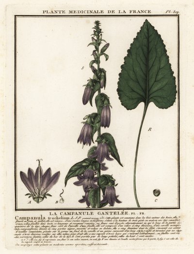 Nettle-leaved bellflower by Unbekannter Künstler