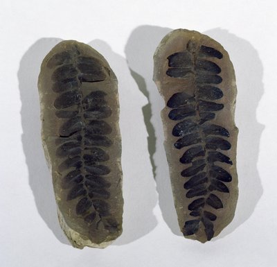 Neuropteris (Frond of Sea Fern) Found at Coseley, Staffordshire, Upper Carboniferous Period by Unbekannt