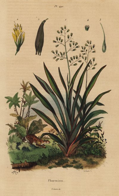 New Zealand flax or harakeke by Unbekannt