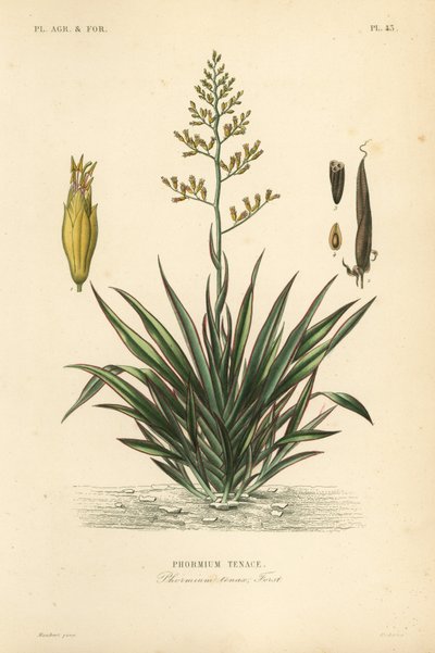 New Zealand flax or harekeke, Phormium tenax by Unbekannt