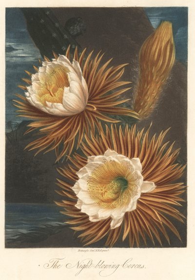 Night Flowering of the Dragon Fruit Plant, extracted from The Temple of Flora, by Dr. Robert Thornton by Unbekannter Künstler