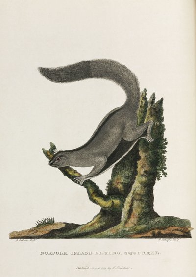 Norfolk Island Flying Squirrel, Australia, c. 1788 by Unbekannter Künstler