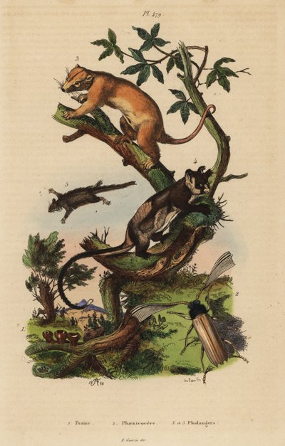 Northern Common Cuscus, Phalanger Orientalis 3, Yellow-Bellied Glider, Petaurus Australis 4, Feathertail Glider, Acrobates Pygmaeus 5, Peziza Fungi 1 and Psygmatocerus Wagleri Beetle 2 by Unbekannt
