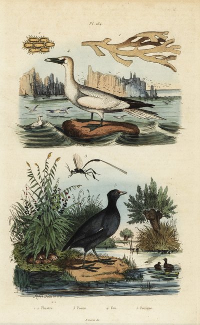 Northern Gannet, Morus Bassanus 4, Red-Fronted Coot, Fulica Rufifrons 5, Flustra Foliacea Seaweed 1,2, and Gasteruption Wasp 3 by Unbekannt