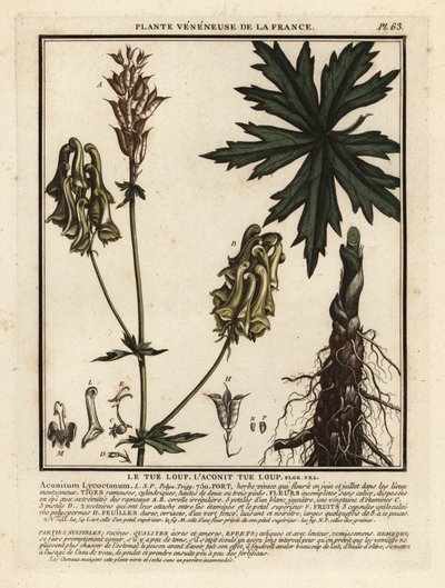 Northern wolf’s-bane, Aconitum lycoctonum by Unbekannter Künstler