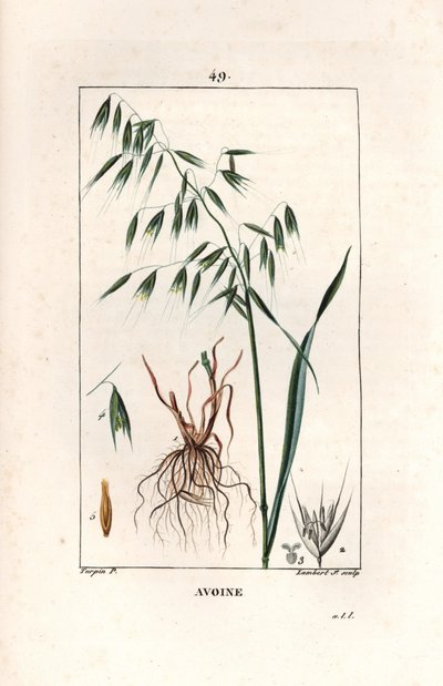 Oats, Avena Sativa by Unbekannter Künstler