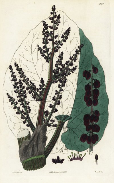 Officinal Rhubarb, Southern Rheum by Unbekannter Künstler