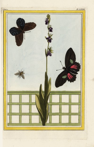 Ophrise has insect-shaped flowers. Fly orchid, Ophrys insectifera. Doris longwing, Heliconius doris. Handcoloured etching from Pierre Joseph Buchoz 