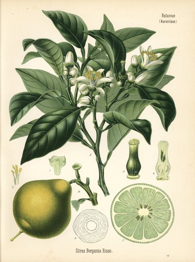 Orange Bergamot by Unbekannter Künstler