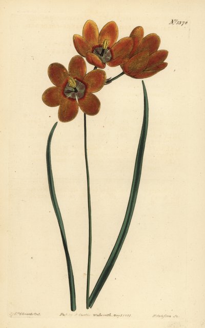 Orange coloured monadelphous ixia by Unbekannt