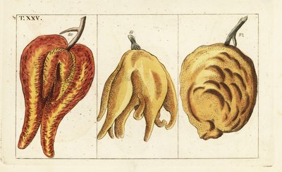 Oranges, misshapen and bulbous forms, Citrus aurantium by Unbekannter Künstler