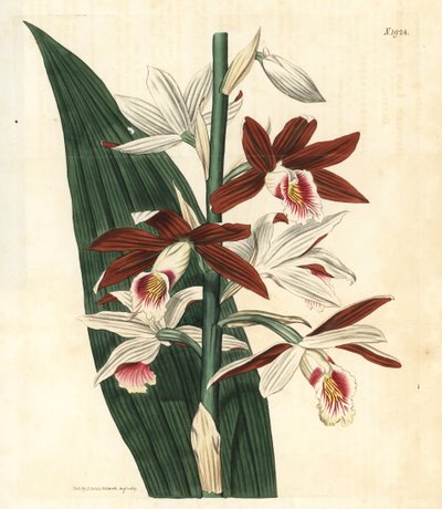 Orchid Variety Bifrenaria - Greater swamp-orchid Phaius tankervilleae by Unbekannter Künstler