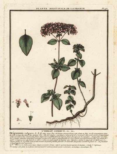 Oregano or wild marjoram, Origanum vulgare by Unbekannter Künstler