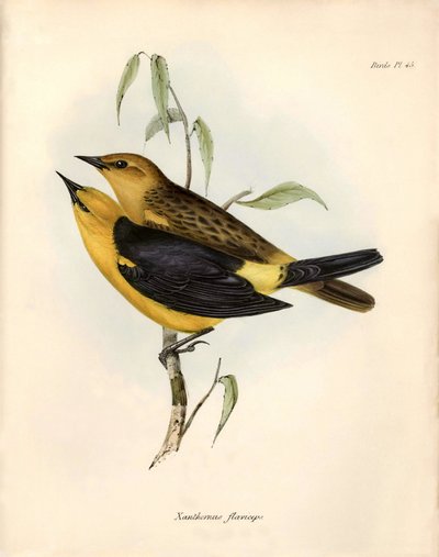 Ornithology: Certhidea olivacea Geospize olive observed and described by Charles Darwin during his expedition aboard the Beagle. Plate from The zoology of the voyage of H.M.S. Beagle. Flight. III, Birds described by John Gould by Unbekannter Künstler