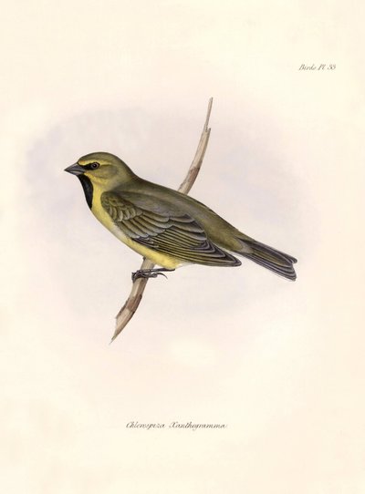 Ornithology: Chlorospiza xanthogramma Description of a passerine by Charles Darwin observed during his expedition aboard the Beagle. Plate from The zoology of the voyage of H.M.S. Beagle. Flight. III, Birds described by John Gould by Unbekannter Künstler