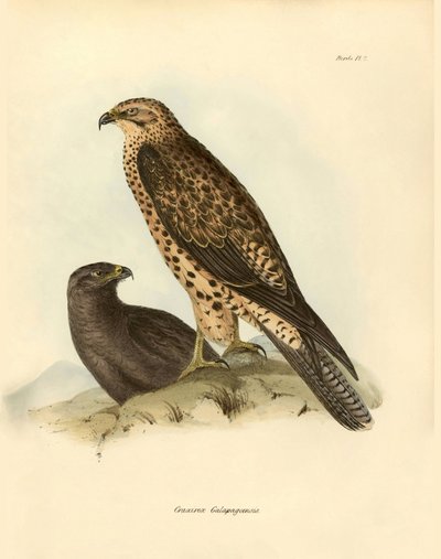 Ornithology: 