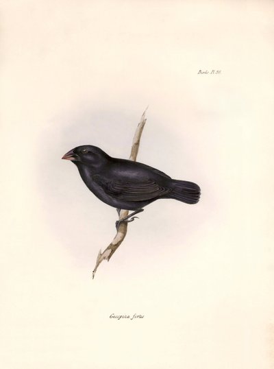 Ornithology: 