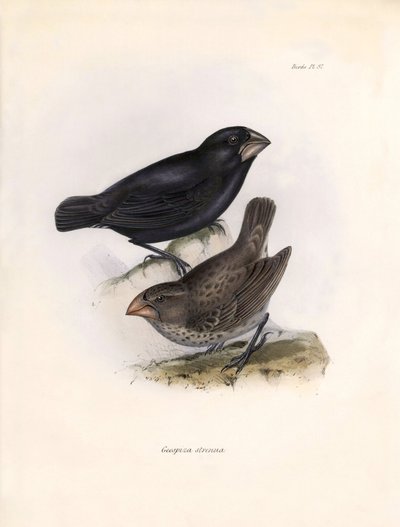 Ornithology: Geospiza strenua or geospize Description of a passerine by Charles Darwin observed during his expedition aboard the Beagle. Plate from The zoology of the voyage of H.M.S. Beagle. Flight. III, Birds described by John Gould by Unbekannter Künstler