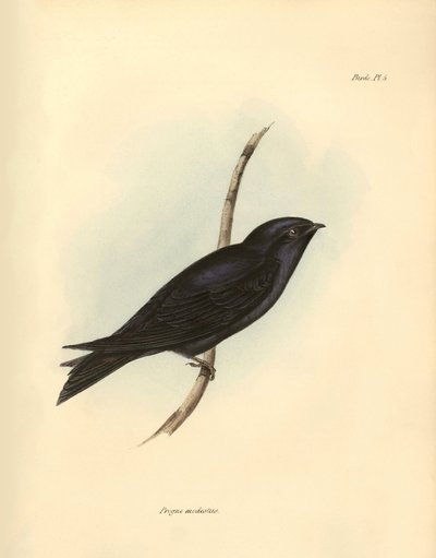 Ornithology: Progne modestus of the Swallows family described by Charles Darwin during his expedition aboard the Beagle. Plate from The zoology of the voyage of H.M.S. Beagle. Flight. III, Birds described by John Gould, with notice of their habits by Unbekannter Künstler
