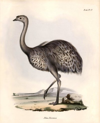 Ornithology: 