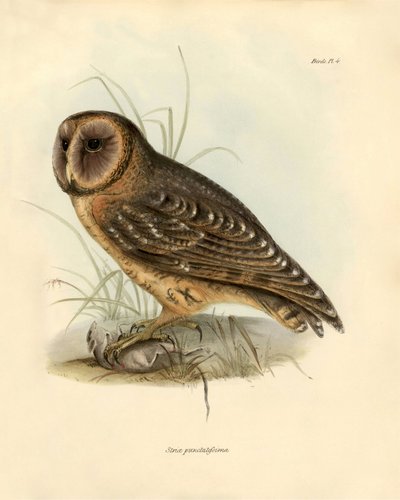 Ornithology: Strix punctatissima owl described by Charles Darwin (1809-1882) during his expedition aboard the Beagle. Plate from Birds described by John Gould, with notice of their habits by Charles Darwin by Unbekannter Künstler
