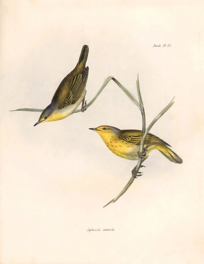 Ornithology: Sylvicola aureola finches observed and described by Charles Darwin. Plate from The zoology of the voyage of H.M.S. Beagle. Flight. III, Birds described by John Gould, with notice of their habits by Charles Darwin by Unbekannter Künstler