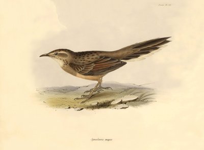 Ornithology: Synallaxis major described by Charles Darwin during his expedition aboard the Beagle. Plate from The zoology of the voyage of H.M.S. Beagle. Flight. III, Birds described by John Gould, with notice of their habits by Charles Darwin by Unbekannter Künstler