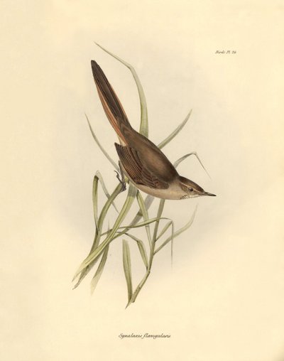 Ornithology: Synallaxis rufogularis described by Charles Darwin during his expedition aboard the Beagle. Plate from The zoology of the voyage of H.M.S. Beagle. Flight. III, Birds described by John Gould, with notice of their habits by Charles Darwin by Unbekannter Künstler