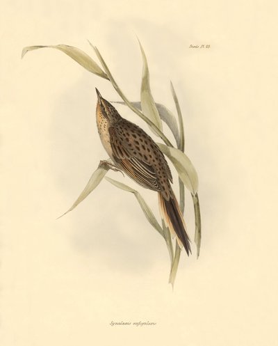 Ornithology: Synallaxis rufogularis described by Charles Darwin during his expedition aboard the Beagle. Plate from The zoology of the voyage of H.M.S. Beagle. Flight. III, Birds described by John Gould, with notice of their habits by Charles Darwin by Unbekannter Künstler
