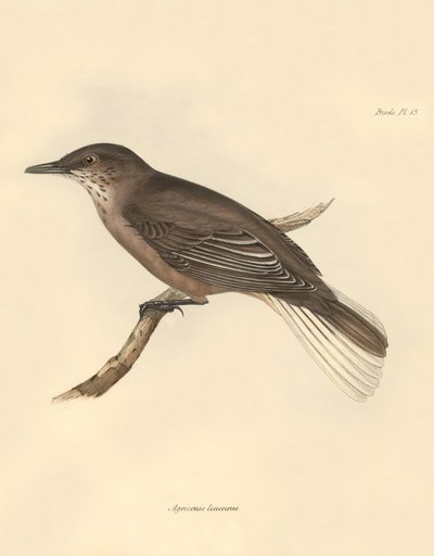 Ornithology: The 