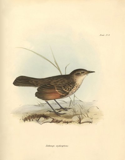 Ornithology: The 