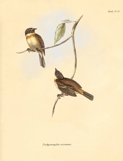 Ornithology: The 