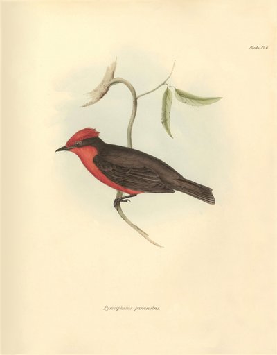 Ornithology: The 