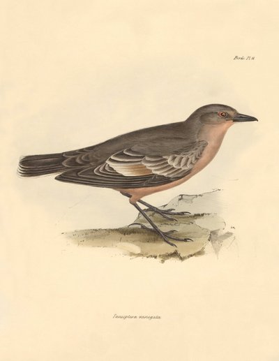 Ornithology: The Taenioptera variegata described by Charles Darwin during his exploration journey aboard the Beagle. Plate from The Zoology of the voyage of H.M.S. Beagle under the command of Captain Fitzroy during the years 1832 to 1836 by Unbekannter Künstler