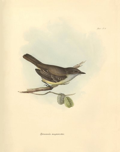 Ornithology: The Tyrannula magnirostris of the bird family described by Charles Darwin during his exploration journey aboard the Beagle. Plate from The Zoology of the voyage of H.M.S. Beagle under the command of Captain Fitzroy during the years 1832 to 183 by Unbekannter Künstler