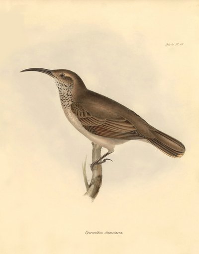 Ornithology: The Upercerthia dumetaria described by Charles Darwin during his exploration journey aboard the Beagle. Plate from The Zoology of the voyage of H.M.S. Beagle under the command of Captain Fitzroy during the years 1832 to 1836 by Unbekannter Künstler