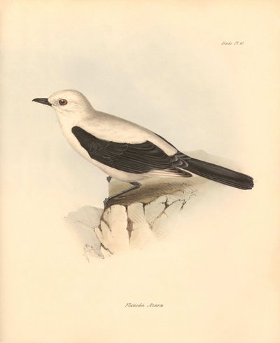 Ornithology: The fluvicola azarea or flycatcher described by Charles Darwin during his exploration journey aboard the Beagle. Plate from The Zoology of the voyage of H.M.S. Beagle under the command of Captain Fitzroy during the years 1832 to 1836 by Unbekannter Künstler