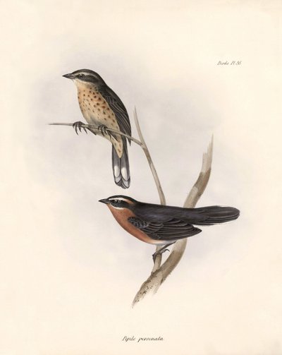Ornithology: Tohi (or pipilo) Description of a passerine by Charles Darwin observed during his expedition aboard the Beagle. Plate from The zoology of the voyage of H.M.S. Beagle. Flight. III, Birds described by John Gould, with notice of their habits by Unbekannter Künstler