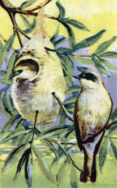 Ornithology: Eurasian Penduline Tit by Unbekannter Künstler