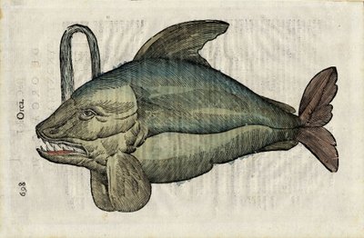 Orca (Monstrous Representation of the Orca or Killer Whale) in 