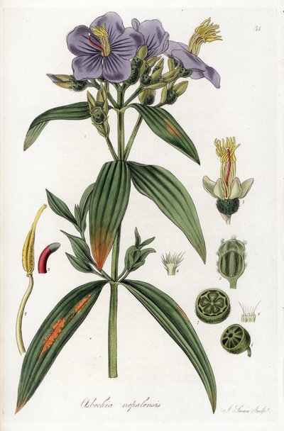 Osbeckia from Nepal by Unbekannter Künstler