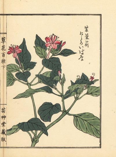 Oshiroibana or marvel of Peru, Mirabilis jalapa. Handcoloured woodblock print by Kono Bairei from Kusa Bana Hyakushu (One Hundred Varieties of Flowers), Tokyo, Yamada by Unbekannter Künstler