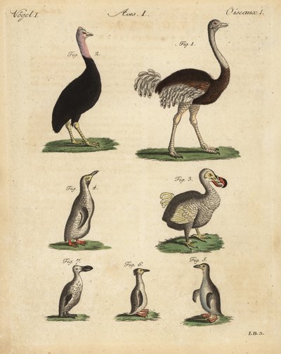 Ostrich, cassowary, extinct dodo, and species of penguin by Unbekannt