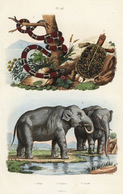 Painted coral snake, Micrurus corallinus, Indian elephant, Elephas maximus indicus, and common box turtle, Terrapene carolina by Unbekannt