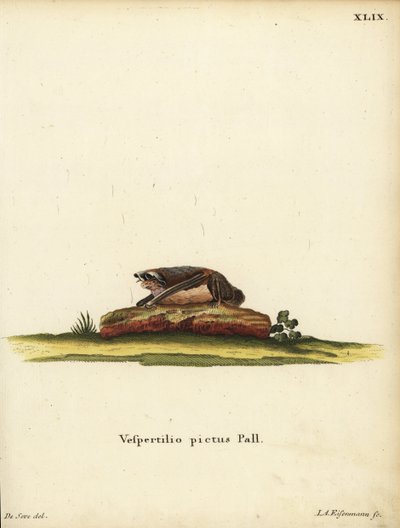Painted Woolly Bat, Kerivoula picta. Vespertilio pictus Linn. Handcoloured copperplate engraving by Jakob Andreas Eisenmann after an illustration by Jacques de Seve from Johann Christian Daniel Schreber